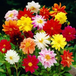 Mixed Unwin Dahlias Bulbs Super Pack - 12 Bulbs Per Pack Garden Flowers