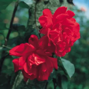 Don Juan Climbing Rose Bush - Live Outdoor Plant 4-10 Inch Tall