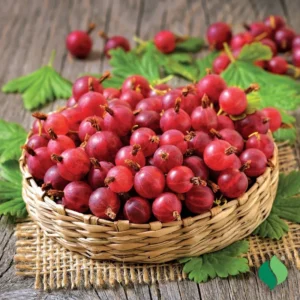 Hinnonmaki Red Gooseberry Plant - Bare Root Fruit Plant