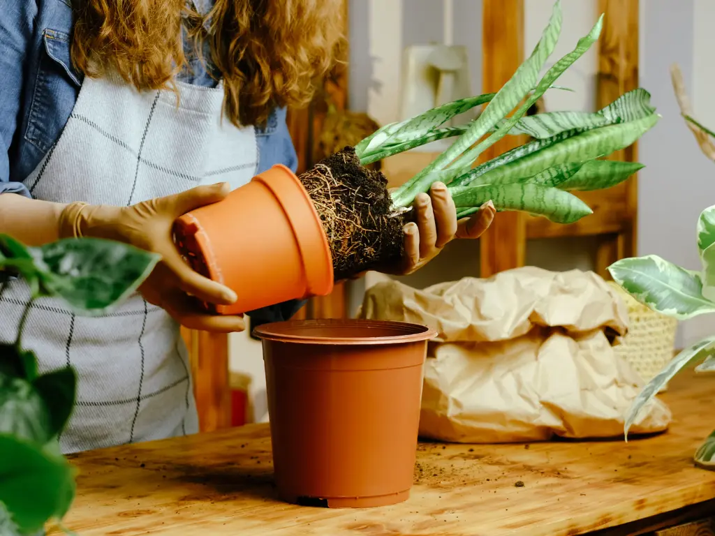 A gardener repotting a snake plant with exposed roots on a wooden table