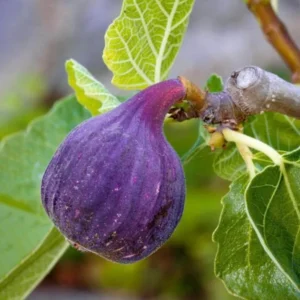 LSU Purple Fig Tree - Ficus carica - Sweet Fruit Producer - Medium Size