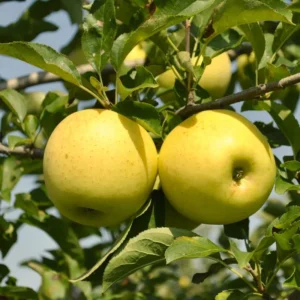 Golden Delicious Apple Tree Live Plant - 2-3 Inch Tall Fruit Tree