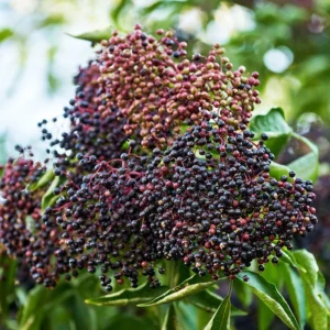 Wyldewood Elderberry Plant - Live American Elderberry Bush 1-3 ft Tall