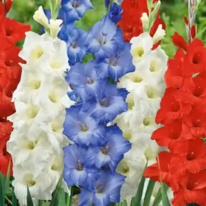 Stars and Stripes Forever Gladiolus Mix - 18 Bulbs Per Pack