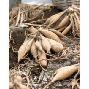 Pulp Fiction Dahlia Flower Tubers - 3 Bulbs Per Pack - Easy to Grow Live Plant