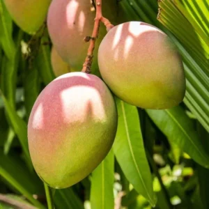 Karen Michelle Mango Tree - Grafted Tree - 1 ft Tall - Ships in 6 inch Pot