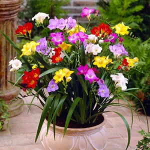 Mixed Freesia Flower Bulbs Value Bag (50 Bulbs Per Pack) - Fragrant Colorful Mix Flowering Blooms in Spring Gardens