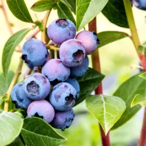 Blueberry Plant Live - 1 Gallon Potted Blueberry Bush with Large Berries