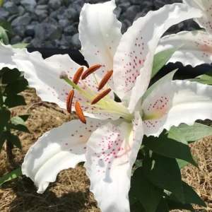 Muscadet Oriental Lilies Jumbo Pack - 10 Bulbs Per Pack - Container Friendly