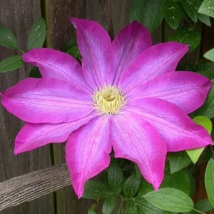 Pink Champagne Clematis - Live Plant in 3 to 4 Inch Growers Pot - Starter Plant