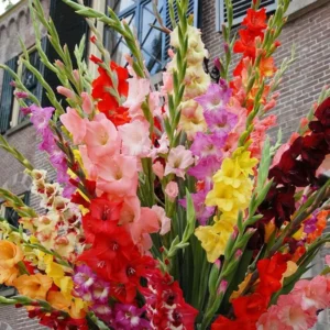 Mixed Gladiolus Flower Bulb Value Bag - 25 Bulbs Per Pack - Mixed Colors - Attracts Butterflies and Hummingbirds - Deer Resistant - Good as Cut Flowers - Perennializing