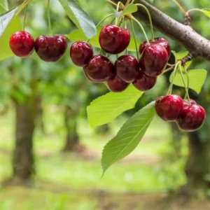 Royal Crimson Cherry Tree - 3-4 ft Tall Grafted Tree in 3gal Pot