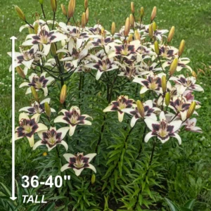 Asiatic Lily Bulbs - 3 Bulbs Per Pack - Easy To Grow Flowers
