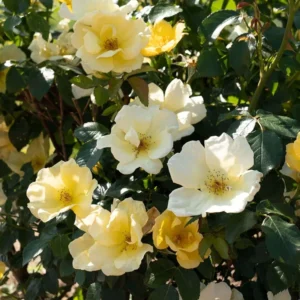 Rose Bush, Knock Out Rose, 1 Quart Pot, Live Shrub, Fresh Roses