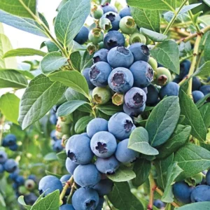 Blueberry Bush Plant - Live Plant 4 Inch Pot - High Yield