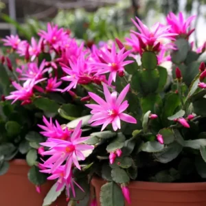 Pink Easter Cactus Live Plant - 4 to 6 Inch Spring Flowering Perennial