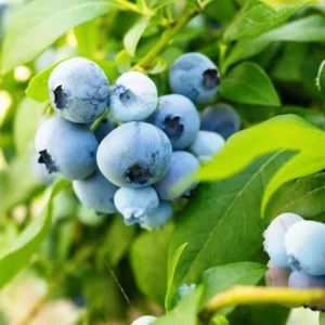Live Blueberry Plant - 4 Inch Potted Highbush Variety for Outdoor Planting