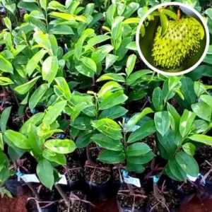 Soursop Plant Live for Planting, Annona Muricata Sweet Soursop Tree Live Plant 12 Inches Tall, Giant Soursop Guanabana Seedling
