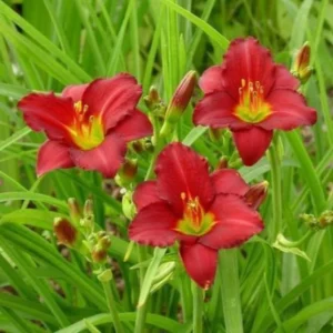 Pardon Me Daylily Bulbs - 1 Bulb Pack - Red Reblooming Daylily