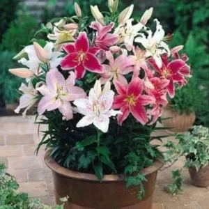 Mixed Oriental Lilies (8 Pack of Bulbs) - Freshly Dug Lily Flower Bulbs | Perennial Comes Back Each Year | Summer Flower Blooms | Great for Cut Flower Vases