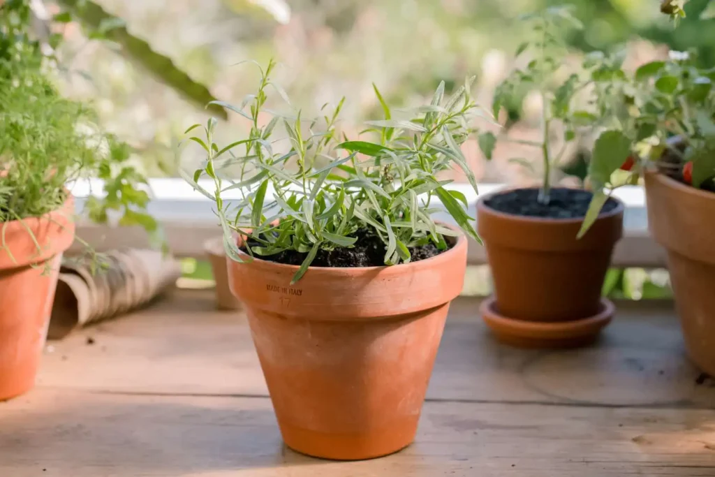 Grow French Tarragon in Containers