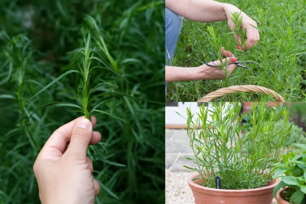harvesting french tarragon