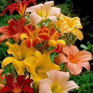 Mixed Daylily Super Pack Flower Bulbs (9 Pack of Bare Roots) - Summer Blooming Perennial Flowers
