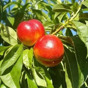 Red Gold Nectarine Tree - Live Bare Root Fruit Plant 4-5 ft Tall