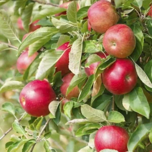 Starkspur Red Rome Beauty Apple Tree - Live Plant 2-3 Ft Tall - Garden Ready