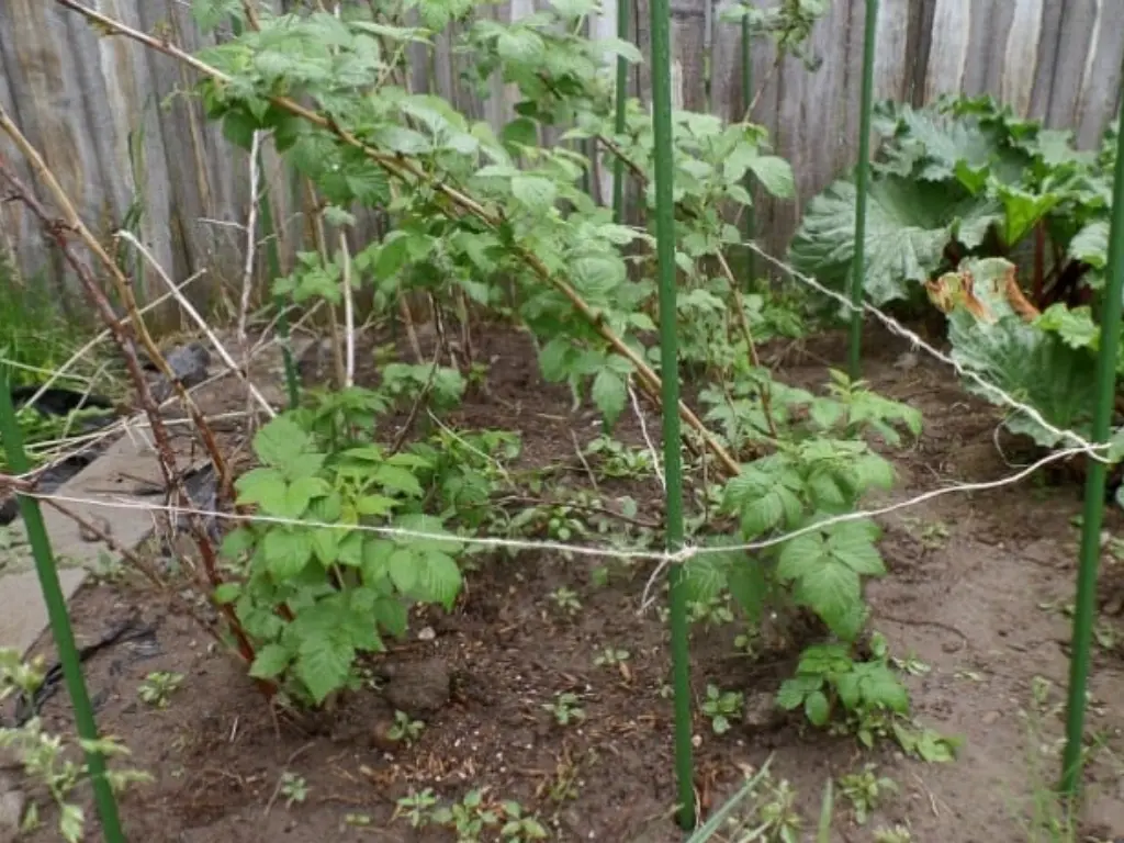 Using a trellis system to support Glencoe raspberries and promote better airflow, preventing disease and helping the plants grow vertically.