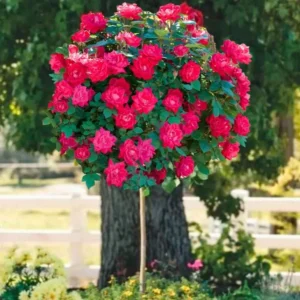 Knock Out Rose Bush - 4 Inch Pot - Red Flowers - Shrub - Disease Resistant