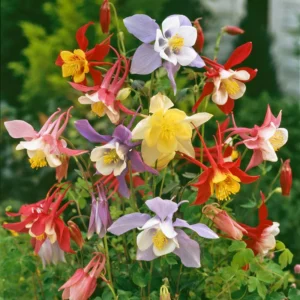 Mixed McKana Hybrid Columbine Flower Bulbs - 3 Roots per Pack - Naturalizing - Perennializing - Live Garden