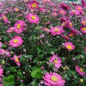 Pamina Japanese Anemone Hardy Perennial - 1 Bulb Pack Easy to Grow