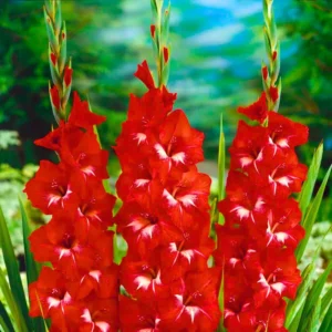 Traderhorn Gladiolus Bulbs for Planting - 10 Bulbs Per Pack