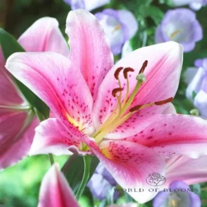 Mona Lisa Oriental Lily - 3 Bulbs Per Pack - Easy to Grow Perennial