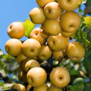 Asian Pear Tree Live Plant 2-3 Ft Tall Sweet Fruit Pear Tree