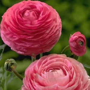 Tecolote Ranunculus Pink Bulbs for Planting - 25 Bulbs Per Pack