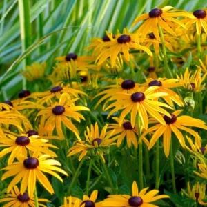 Black Eyed Susan - Rudbeckia Goldstrum Flower Bulbs - 1 Bulbs Per Pack