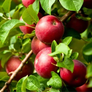 Apple Plant Live, Wilton's® Red Jonaprince Apple Tree Live Plant, Sweet Apple Fruit Tree Plant for Garden, 3-4 Feet Tall Bare Root, Live Apple Tree for Gardening Indoor Outdoor