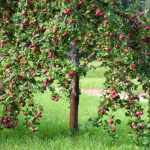 Fireside Apple Tree Bare Root 4-5 Feet - Fruit Tree