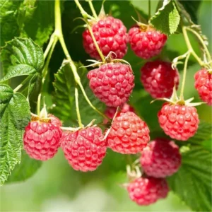 Nova Red Raspberry Plant - Live Raspberry Bush - 1 Gallon Edible Berry Plant