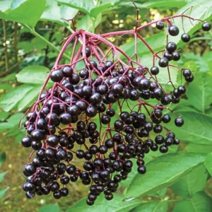 Wyldewood Elderberry Plant - Live American Elderberry Bush 1-3 ft Tall
