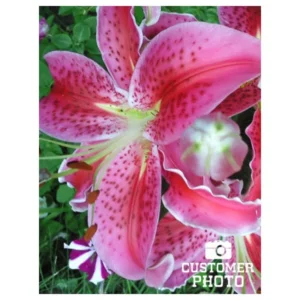 Stargazer Lily Jumbo Pack - 10 Flower Bulbs - Easy to Grow