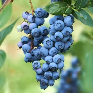 Blueberry Bush Live Plant - High Yielding 1 Gallon Fruit Bush