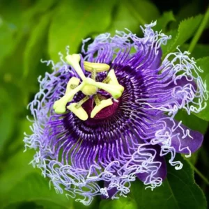 Passiflora Inspiration Live Plant - Hybrid Garden Variety 4-6 Inch