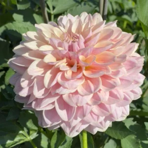 Blushing Bride Dahlia Collection Flower Bulbs - 4 Bulbs Per Pack
