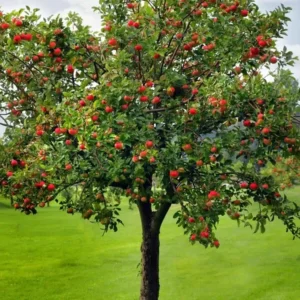 Crimson Crisp Apple Tree Bare Root - 2-3 ft Tall - Red Apples - Perennial