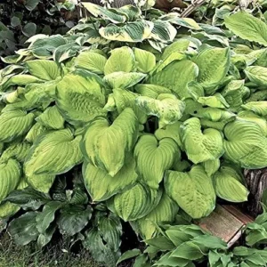 Easy to Grow Hosta 'Guacamole' Bulbs (1 Bulbs Per Pack) - Lime Green Foliage & Lavender Flowering Blooms for Shade Gardens