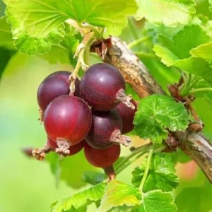 Jostaberry Gooseberry Bush Live Plant - Well Rooted Bare Root - Thornless Berry Bush for Planting