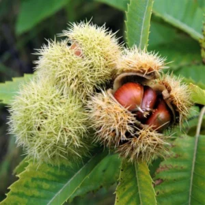 Hybrid Chestnut Tree Seedling - Deer Attracting Castanea Trees